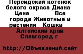 Персидский котенок белого окраса Диана › Цена ­ 40 000 - Все города Животные и растения » Кошки   . Алтайский край,Славгород г.